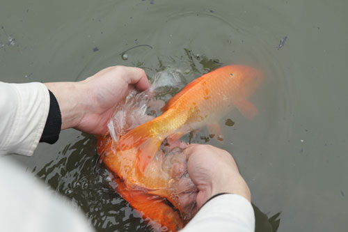 Người Hà Nội tiễn ông Táo về trời sớm trong giá rét, sương mù - 6