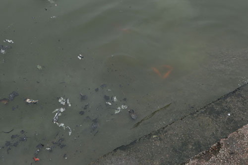 Người Hà Nội tiễn ông Táo về trời sớm trong giá rét, sương mù - 12