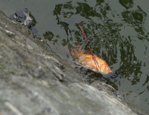 Người Hà Nội tiễn ông Táo về trời sớm trong giá rét, sương mù - 9