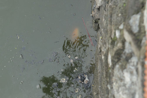 Người Hà Nội tiễn ông Táo về trời sớm trong giá rét, sương mù - 10