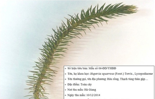 Tìm thấy cây quý cho bệnh teo não, lú lẫn tuổi già - 1