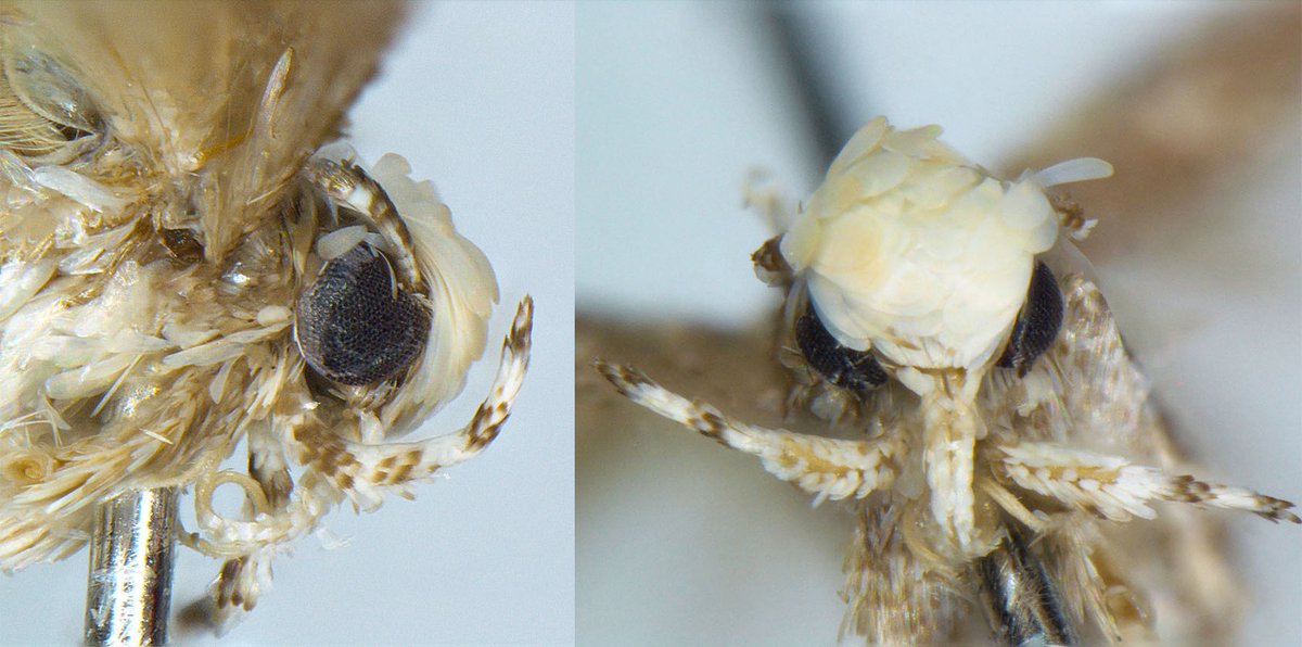 Loài bướm mới phát hiện được đặt tên theo ông Trump - 1