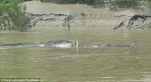 Úc: Hai cá sấu khổng lồ &#34;tẩn nhau&#34; giành xác trâu - 1