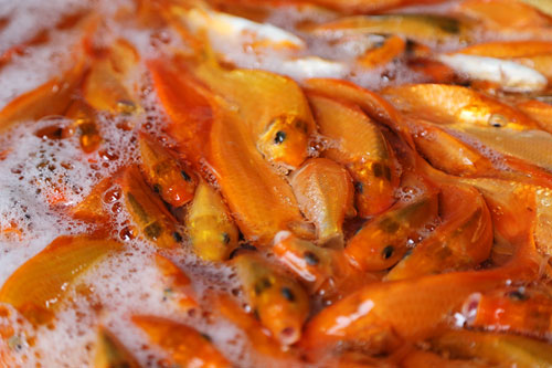 Buôn cá chép dịp ông Táo lãi cả trăm triệu đồng - 10