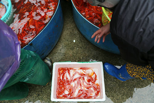 Buôn cá chép dịp ông Táo lãi cả trăm triệu đồng - 9