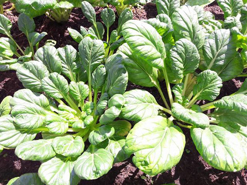 Vườn rau sạch đón Tết của bà mẹ Sài thành khiến chị em thèm thuồng - 4