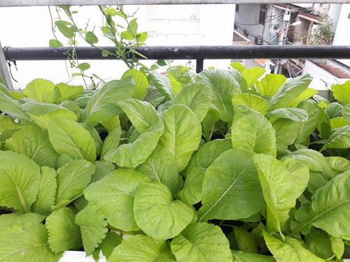 Vườn rau sạch đón Tết của bà mẹ Sài thành khiến chị em thèm thuồng - 3