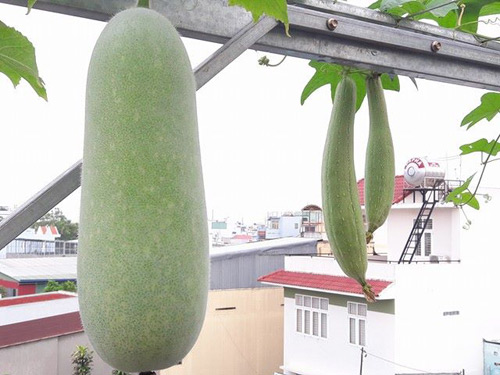 Vườn rau sạch đón Tết của bà mẹ Sài thành khiến chị em thèm thuồng - 6