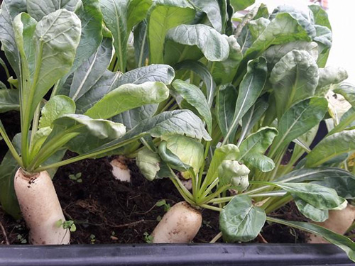 Vườn rau sạch đón Tết của bà mẹ Sài thành khiến chị em thèm thuồng - 10