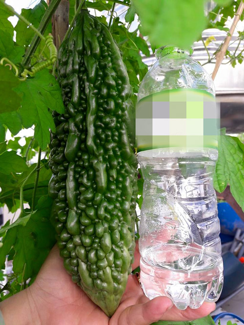 Vườn rau sạch đón Tết của bà mẹ Sài thành khiến chị em thèm thuồng - 11