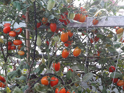 Vườn rau sạch đón Tết của bà mẹ Sài thành khiến chị em thèm thuồng - 3