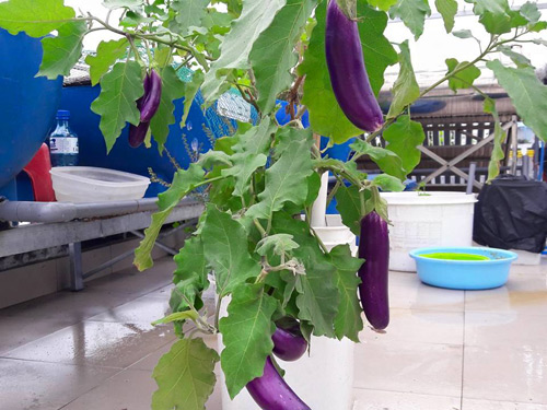 Vườn rau sạch đón Tết của bà mẹ Sài thành khiến chị em thèm thuồng - 15