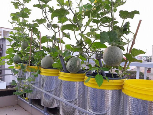 Vườn rau sạch đón Tết của bà mẹ Sài thành khiến chị em thèm thuồng - 13