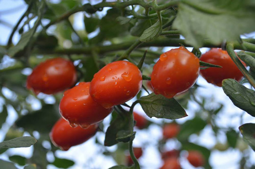 Vườn rau sạch đón Tết của bà mẹ Sài thành khiến chị em thèm thuồng - 2