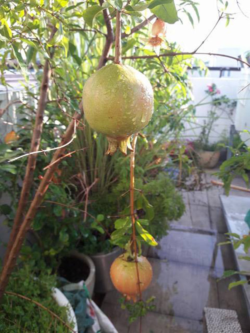 Vườn rau sạch đón Tết của bà mẹ Sài thành khiến chị em thèm thuồng - 14