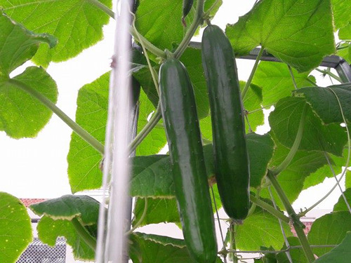 Vườn rau sạch đón Tết của bà mẹ Sài thành khiến chị em thèm thuồng - 12