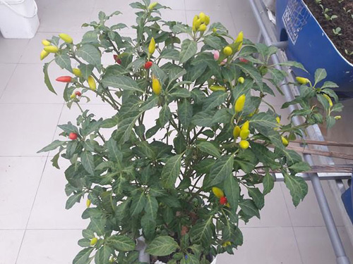 Vườn rau sạch đón Tết của bà mẹ Sài thành khiến chị em thèm thuồng - 7