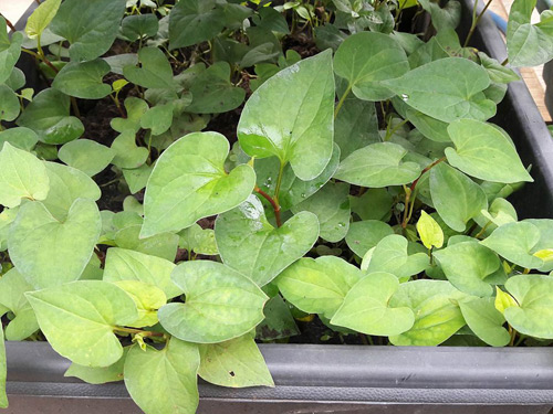 Vườn rau sạch đón Tết của bà mẹ Sài thành khiến chị em thèm thuồng - 6