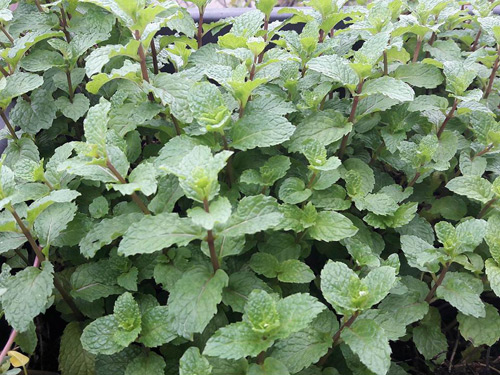 Vườn rau sạch đón Tết của bà mẹ Sài thành khiến chị em thèm thuồng - 5