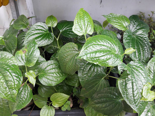 Vườn rau sạch đón Tết của bà mẹ Sài thành khiến chị em thèm thuồng - 9