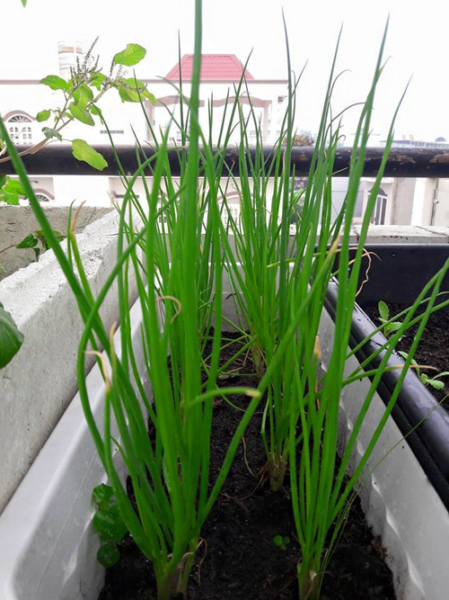 Vườn rau sạch đón Tết của bà mẹ Sài thành khiến chị em thèm thuồng - 8