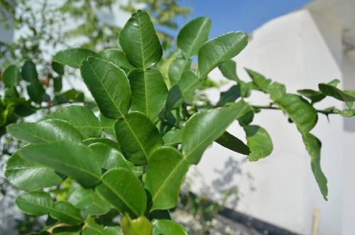 Vườn rau sạch đón Tết của bà mẹ Sài thành khiến chị em thèm thuồng - 11