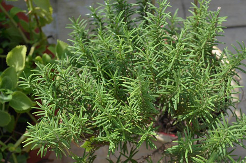 Vườn rau sạch đón Tết của bà mẹ Sài thành khiến chị em thèm thuồng - 10