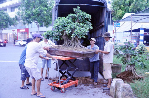 Cây mai 160 tuổi, cao 6m, giá 1,6 tỷ xuất hiện ở Sài Gòn - 13