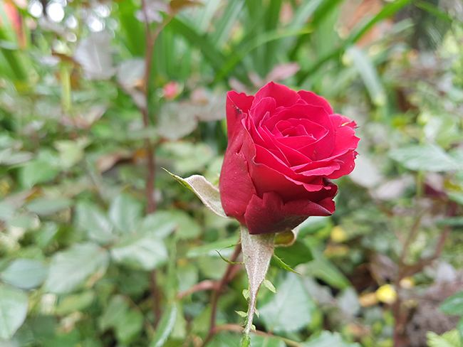 Màu hồng của hoa hiện ra khá trung thực trước ống kính của S7 edge.