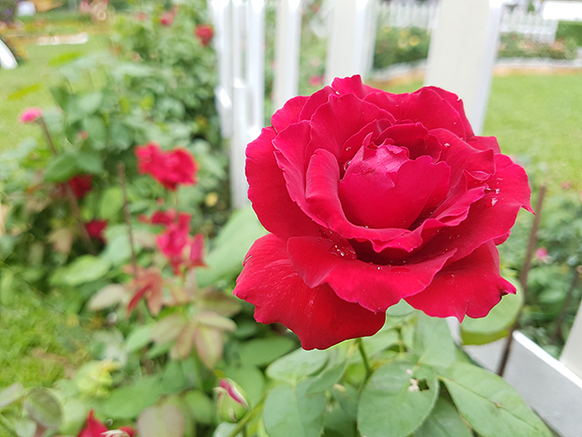 Những gốc hồng tại hội hoa Xuân không tính bằng tiền mà thường "ăn thua" nhau ở số năm, có những gốc hồng có tuổi đời lên đến 20 - 30 năm.