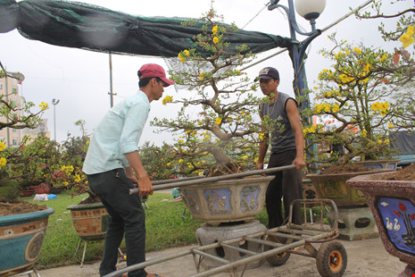 Cây mai 100 tuổi, giá 2 tỉ đồng ở Đà Nẵng - 7