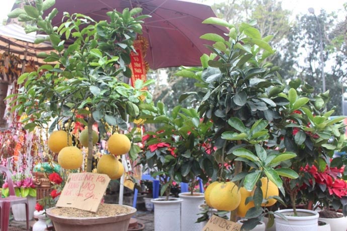 Bưởi phật thủ bạc triệu tại chợ hoa Xuân Quảng Trị - 3
