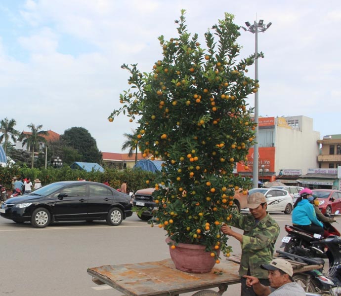 Bưởi phật thủ bạc triệu tại chợ hoa Xuân Quảng Trị - 8