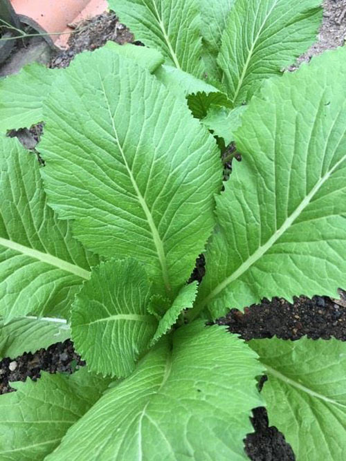 Mê mẩn vườn rau đón Tết 150m2 ở Malaysia của mẹ Việt - 3