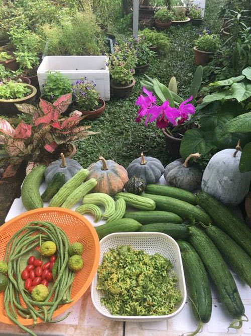 Mê mẩn vườn rau đón Tết 150m2 ở Malaysia của mẹ Việt - 2