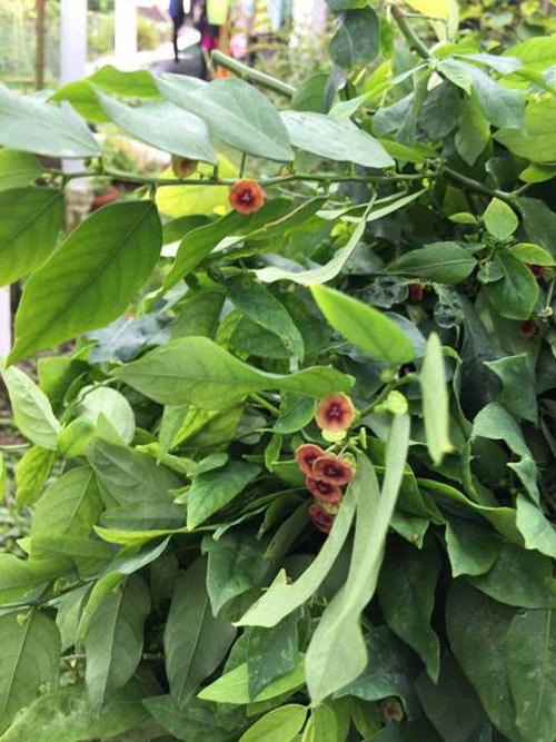 Mê mẩn vườn rau đón Tết 150m2 ở Malaysia của mẹ Việt - 5