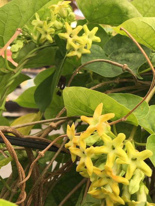 Mê mẩn vườn rau đón Tết 150m2 ở Malaysia của mẹ Việt - 4