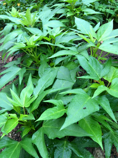 Mê mẩn vườn rau đón Tết 150m2 ở Malaysia của mẹ Việt - 7