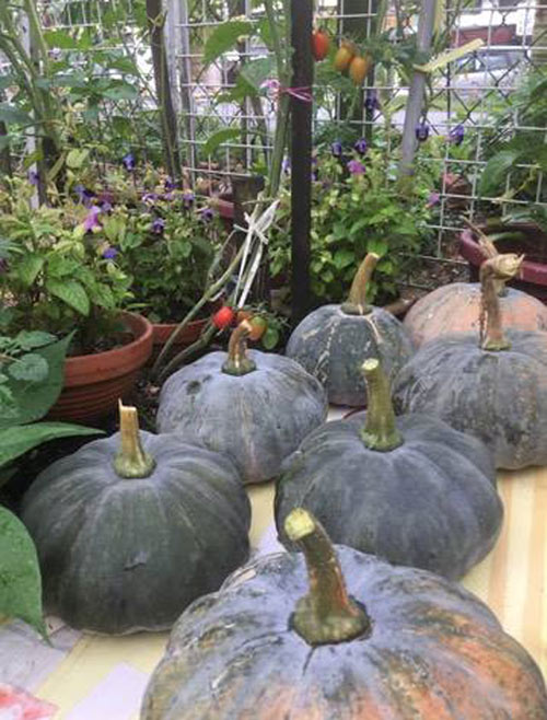 Mê mẩn vườn rau đón Tết 150m2 ở Malaysia của mẹ Việt - 9