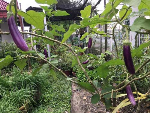 Mê mẩn vườn rau đón Tết 150m2 ở Malaysia của mẹ Việt - 11