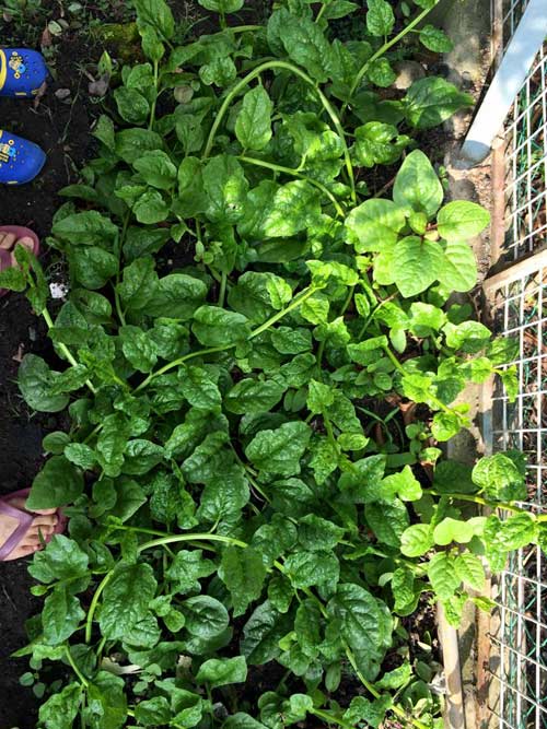 Mê mẩn vườn rau đón Tết 150m2 ở Malaysia của mẹ Việt - 10