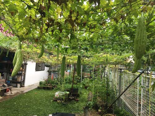 Mê mẩn vườn rau đón Tết 150m2 ở Malaysia của mẹ Việt - 12