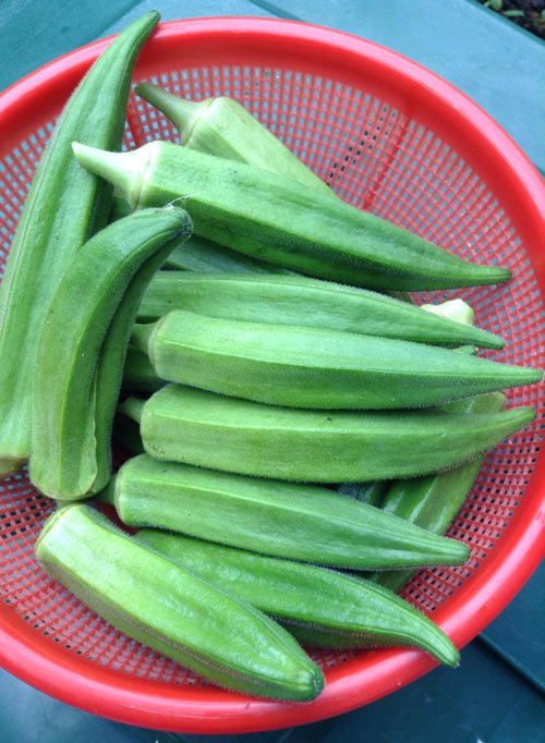 Mê mẩn vườn rau đón Tết 150m2 ở Malaysia của mẹ Việt - 8