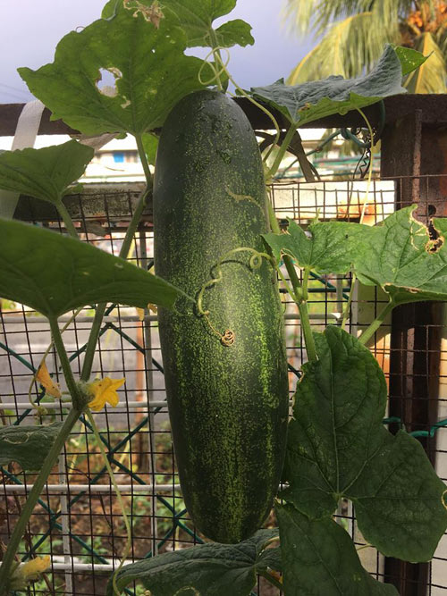 Mê mẩn vườn rau đón Tết 150m2 ở Malaysia của mẹ Việt - 13