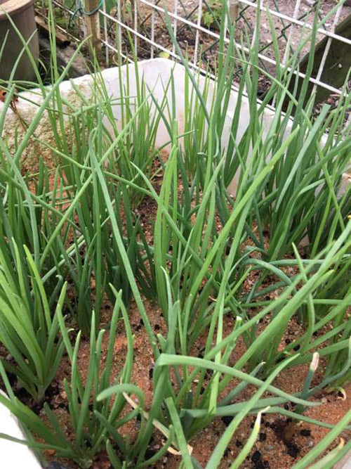 Mê mẩn vườn rau đón Tết 150m2 ở Malaysia của mẹ Việt - 3