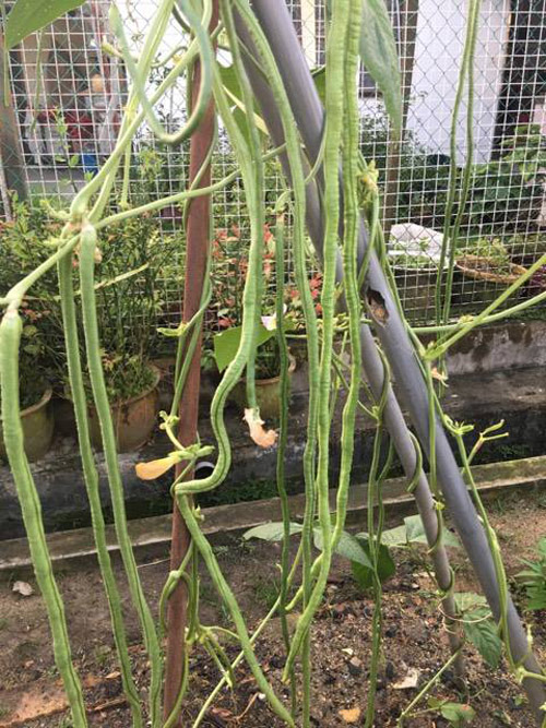 Mê mẩn vườn rau đón Tết 150m2 ở Malaysia của mẹ Việt - 2