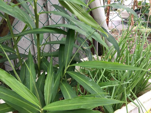 Mê mẩn vườn rau đón Tết 150m2 ở Malaysia của mẹ Việt - 4