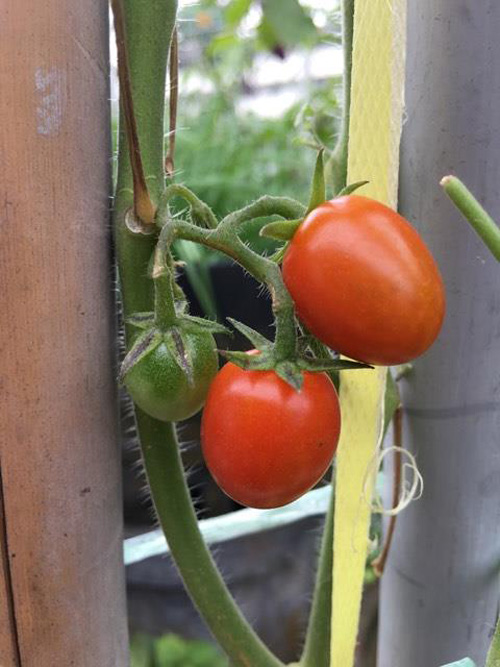 Mê mẩn vườn rau đón Tết 150m2 ở Malaysia của mẹ Việt - 14