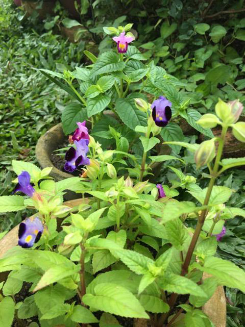 Mê mẩn vườn rau đón Tết 150m2 ở Malaysia của mẹ Việt - 5