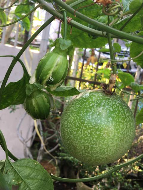 Mê mẩn vườn rau đón Tết 150m2 ở Malaysia của mẹ Việt - 6